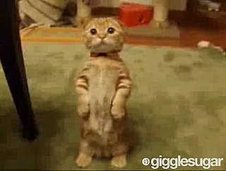 Dangerously Cute Kitten